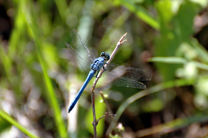 DSC_3034_DxO_800.jpg