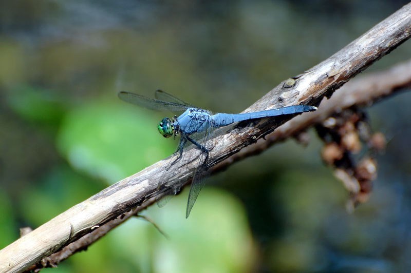DSC_3143_DxO_800.jpg