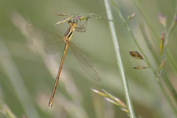 IMGP2717.JPG