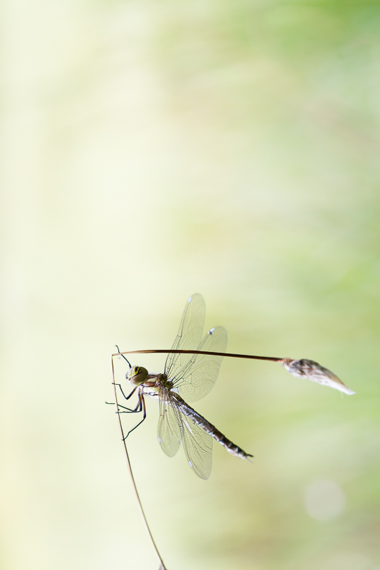 Concours image nature Aout 2014 petite.jpg