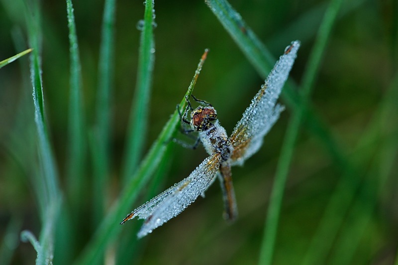 Libellulia 16.jpg