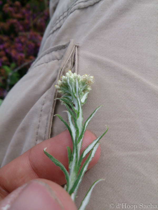 Image et Nature-4-3.jpg