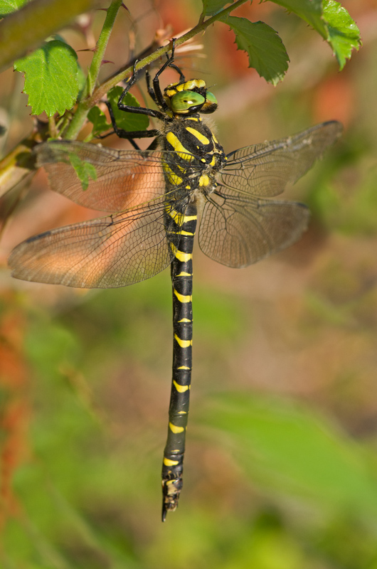 Libellule 5.jpg