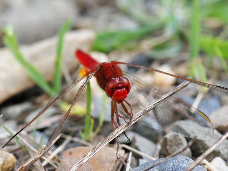 concours image nature aeschne.jpg