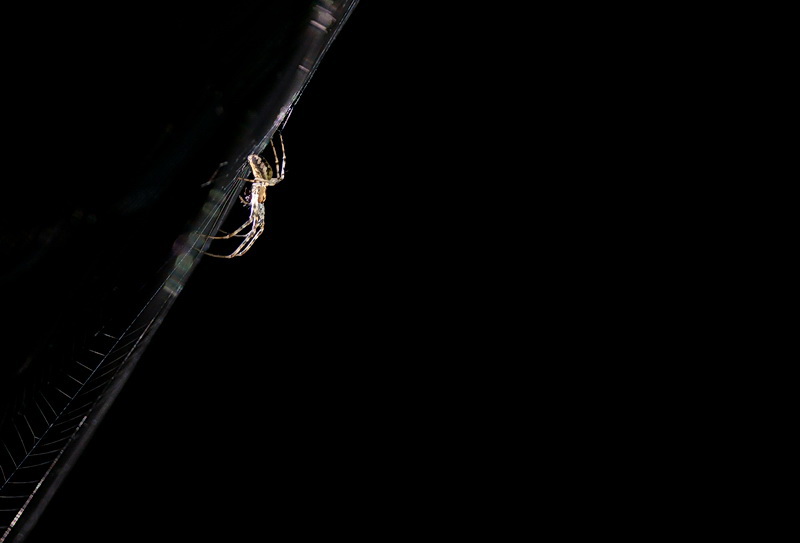 Spider low key.jpg