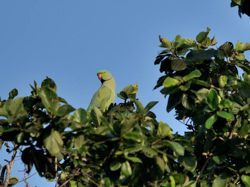 17 Tadoba Perruche à collier.jpg