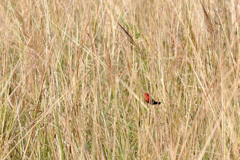 29 Tadoba Bengali rouge.jpg