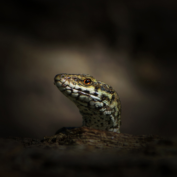 rÃ©edition lezard.jpg