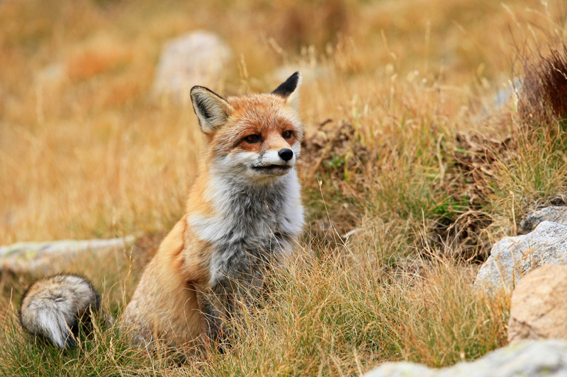 renard dans la valmasque octobre 2012 (2).JPG