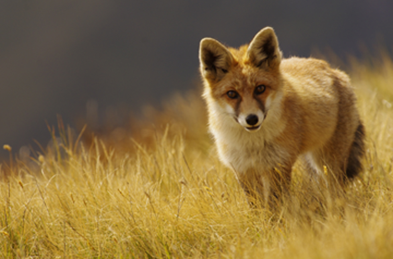 renard en vanoise_modifié-2.jpg