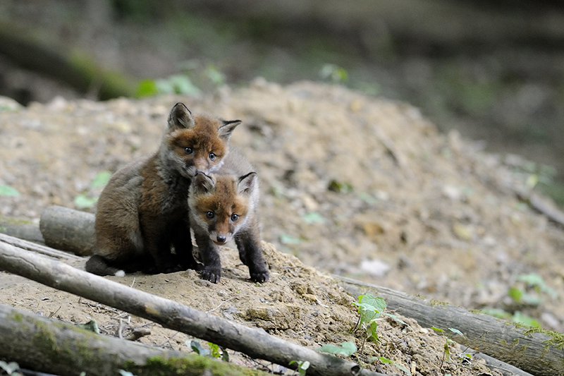 _DSC2524 - Copie1.jpg