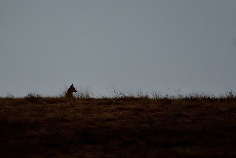 Renard-2-14.jpg