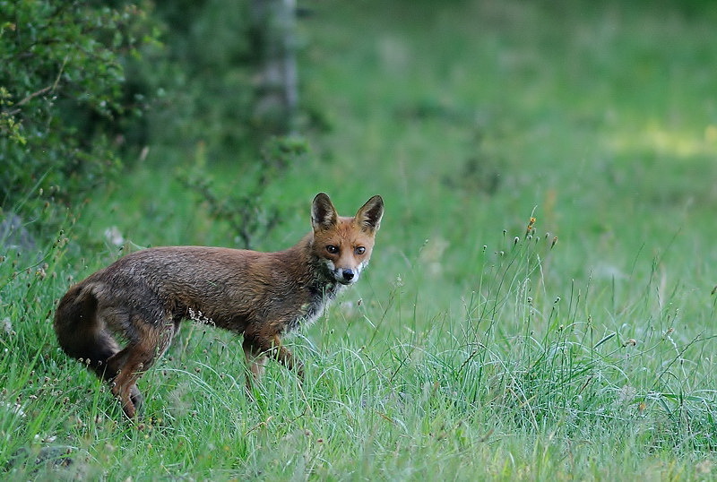 renard-38-14.jpg