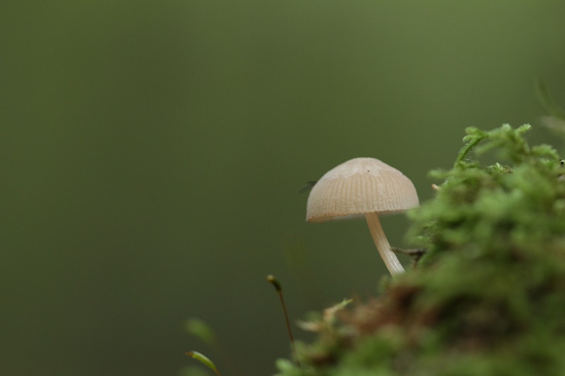 octobre 2013 - champignons (5).JPG