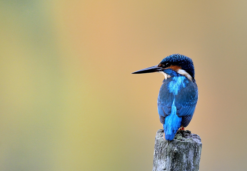 oiseau-449-14.jpg