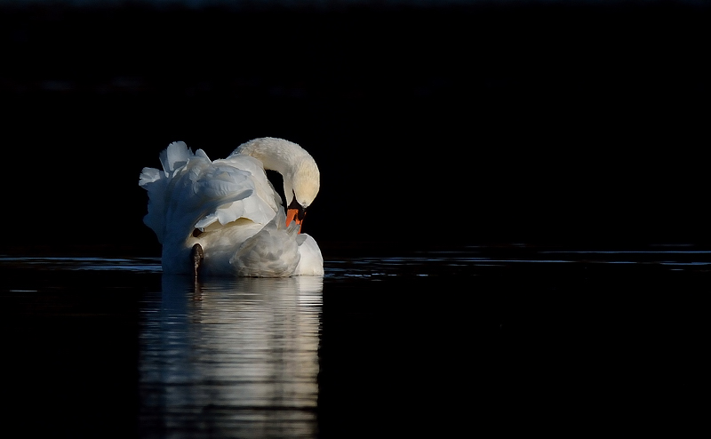 oiseau-463-14.jpg