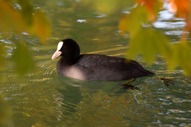 DSC_0473.JPG