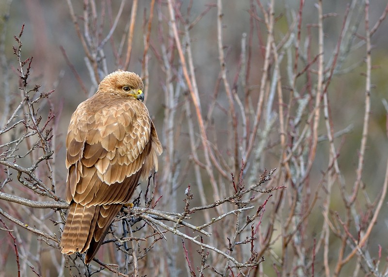 Les mois de l'hiver-1-Buse.jpg