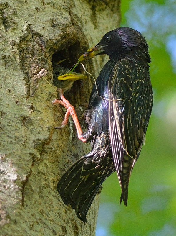 Les mois du printemps-6-Etourneau.jpg