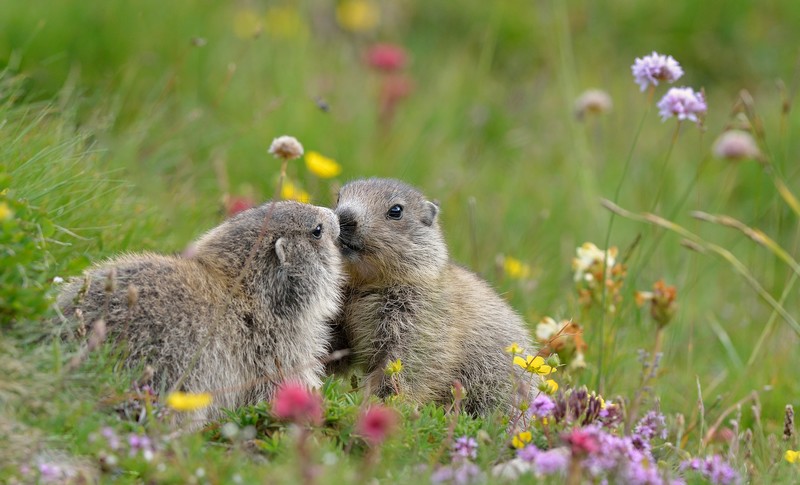 Le temps de l'été-8-Marmottons.jpg
