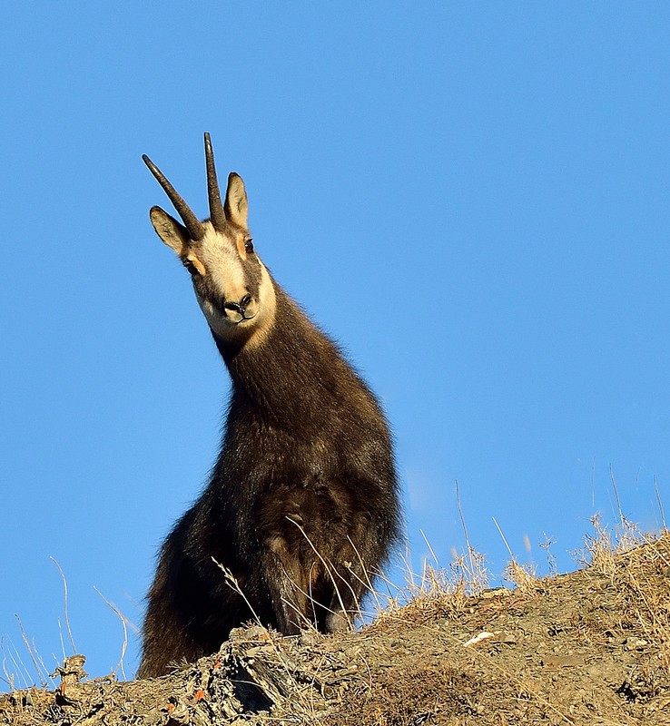 Les derniers mois de l'année-12-chamois téméraire.jpg