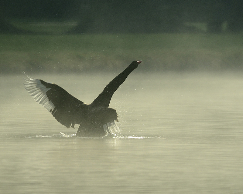 Cigne-noir-3.jpg