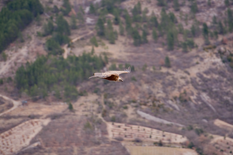 vautour-fev-2014_147.jpg