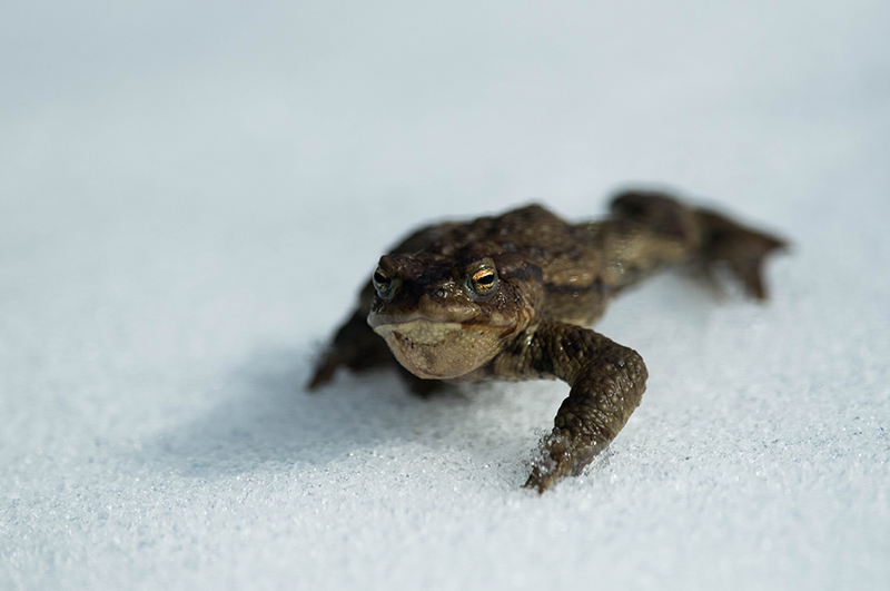 bufo-71.jpg