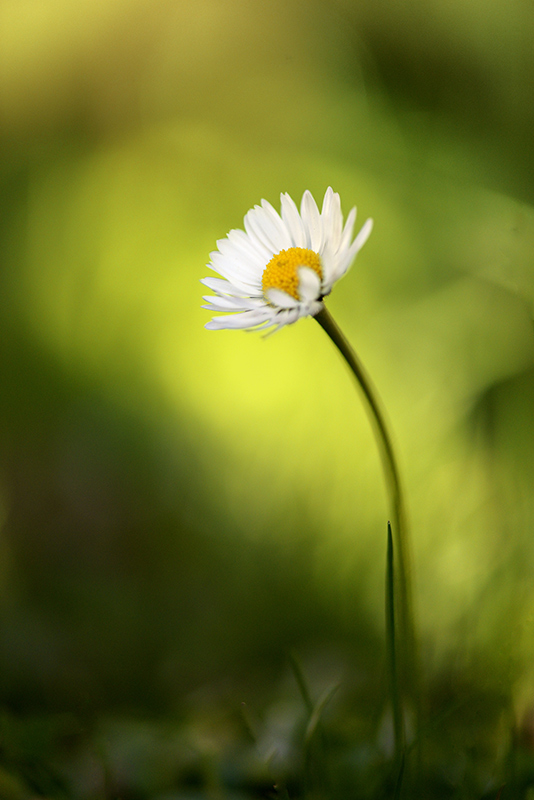 marguerite-avril-2014-2.jpg