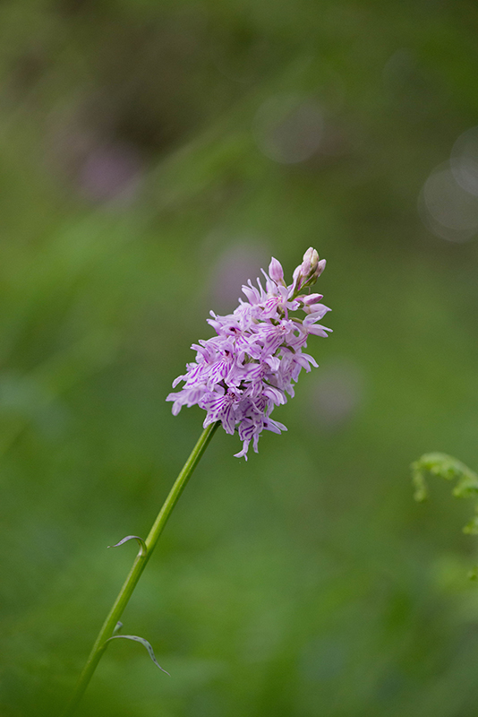Dactylorhiza-mac_3.jpg