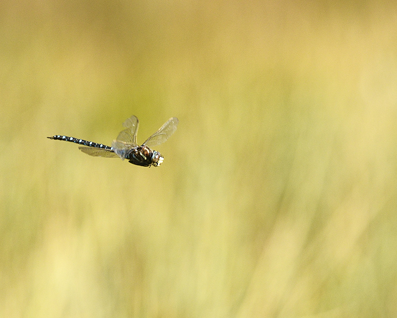 Aeschna-des-joncs-3.jpg