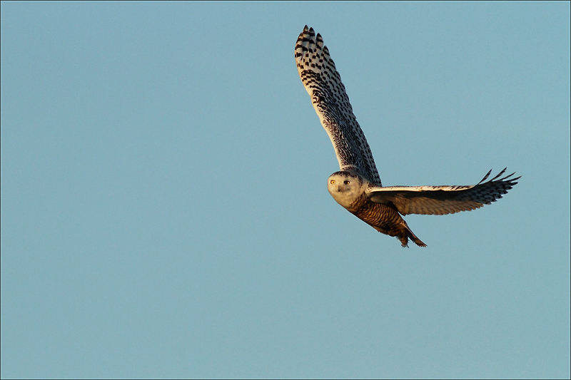 chouette hargang.jpg