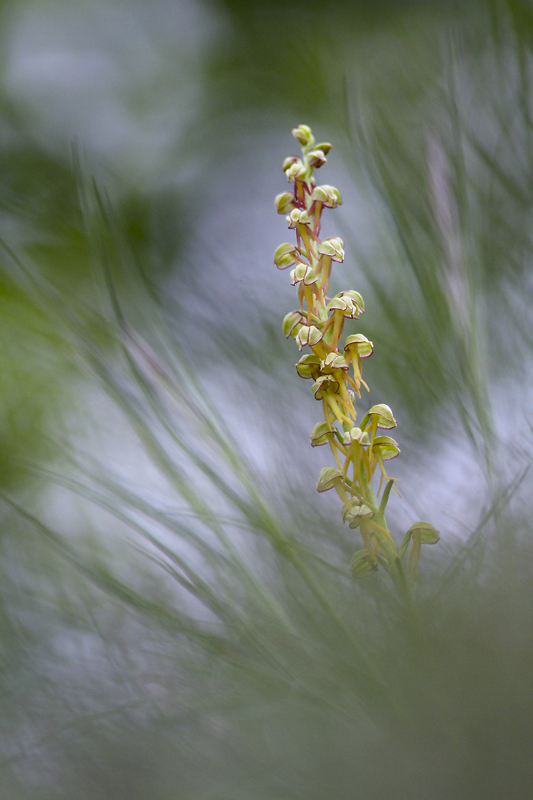 dans les herbes folles.jpg