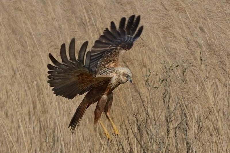 BUSARDROSEAUX_374_519 copie.jpg