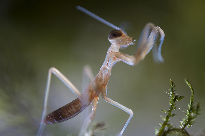 baby-mantis.jpg