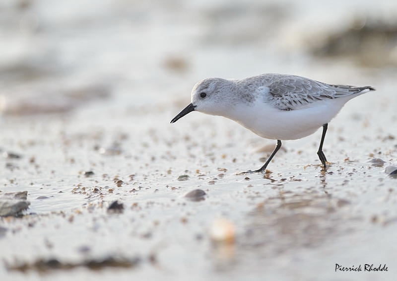 sanderling.JPG