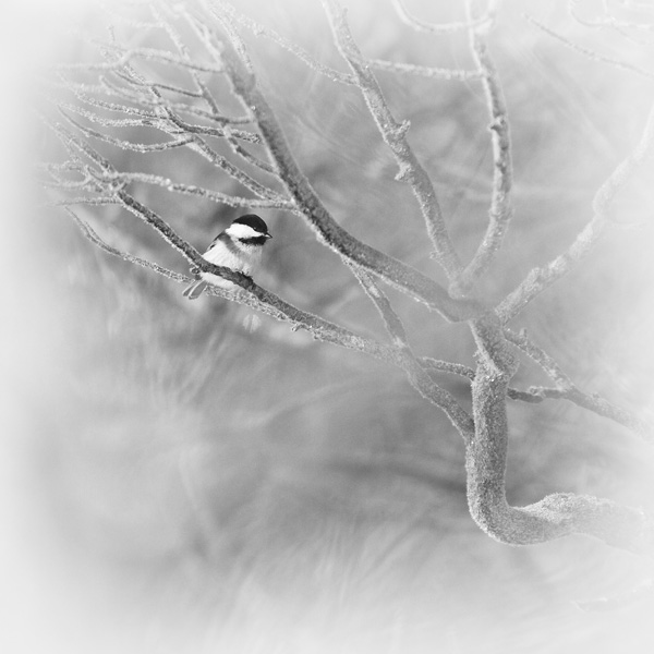 Dec-MesangeGivre6321-2014-PS-01-SEP - copie.jpg