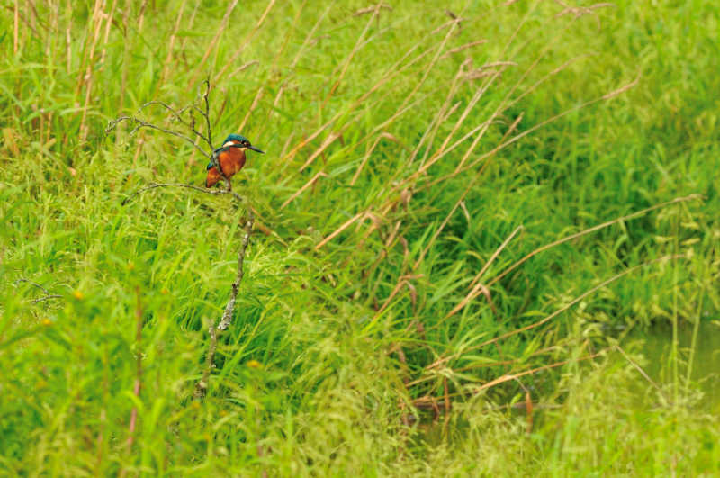 DSC_6133.jpg