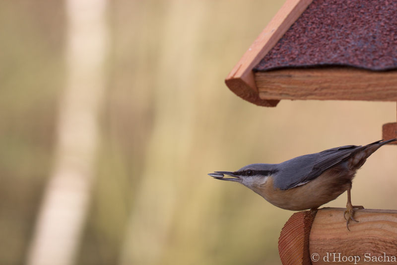 Image et Nature-1-10.jpg