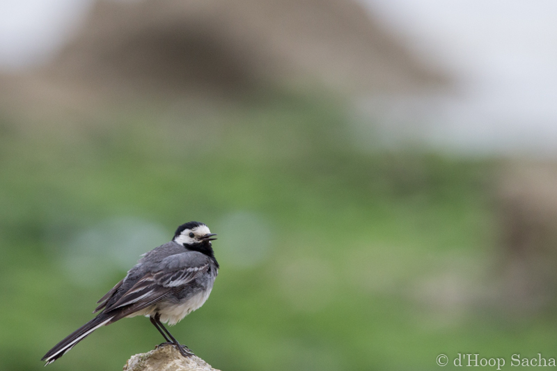 Image et Nature-1-16.jpg