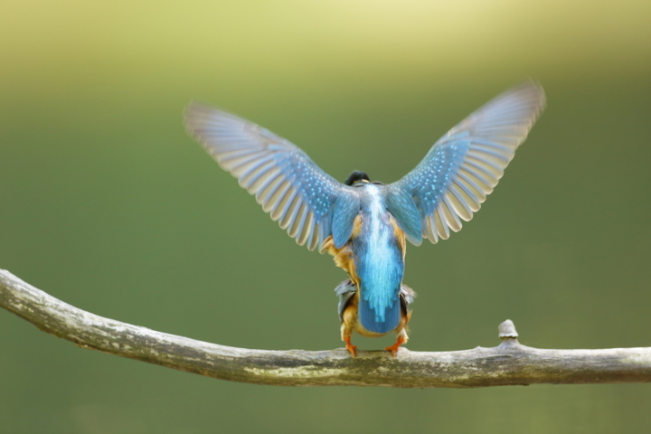 Image et nature 3.JPG