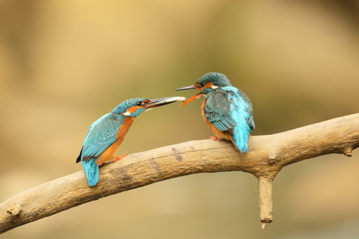 Image et nature 2.JPG