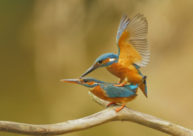 Image et nature 1.jpg
