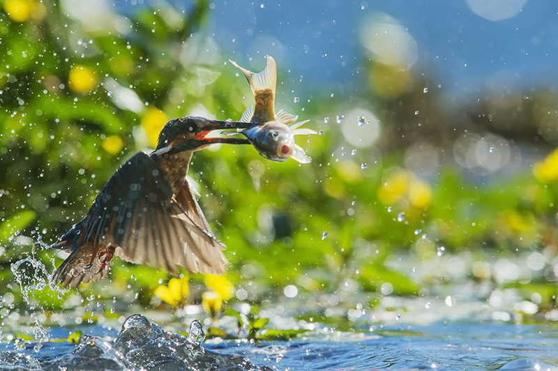 concours martin image et nature2.jpg