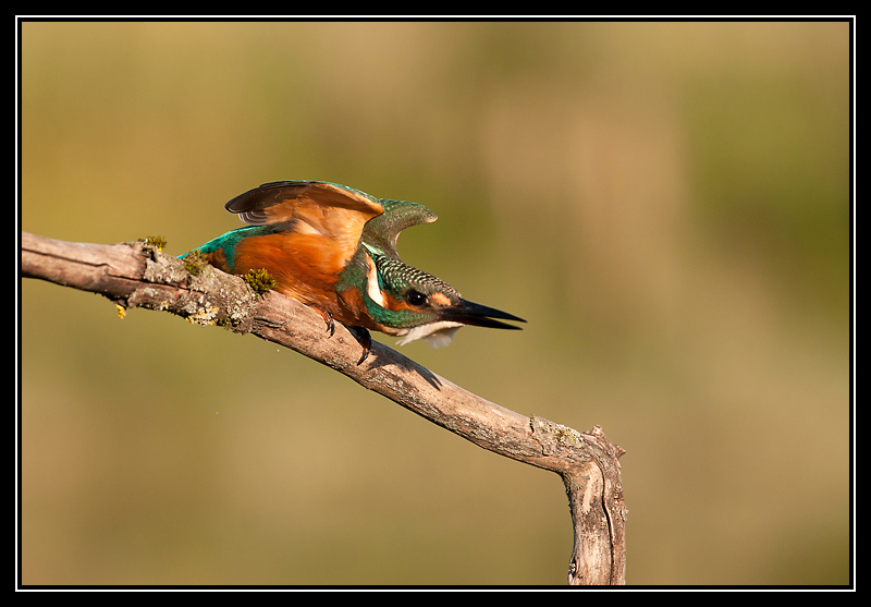 DSC08640-lr2.jpg