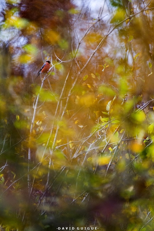 20141124 Bouvreuil pivoine_3.jpg