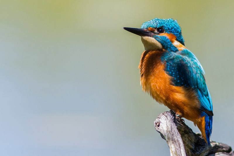 _MG_9424-martin-pecheur--(06-06-2014-)-14h26-eos-7D-canon-300-mm-f4-+-ext-1,4-III-canon-f8-1-320-a-800-iso.jpg