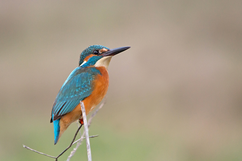 decembre-2014---marais-de-vitrezay---.jpg