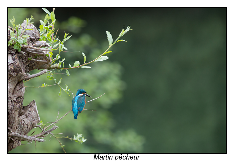 Martin Pêcheur-1.jpg
