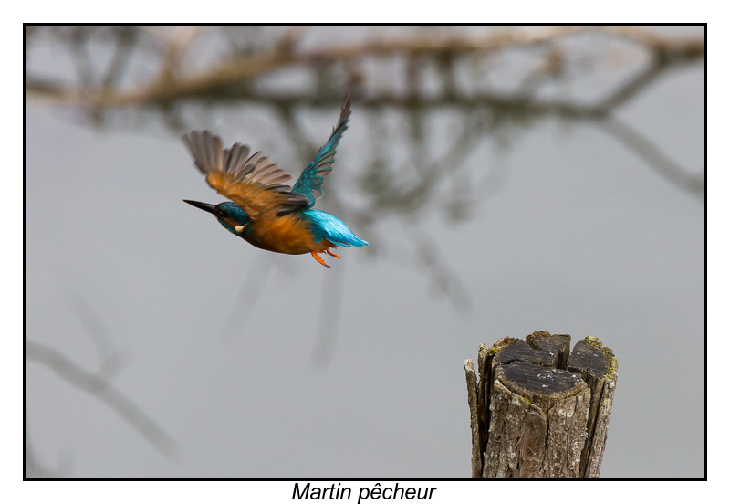 Martin Pêcheur-3.jpg